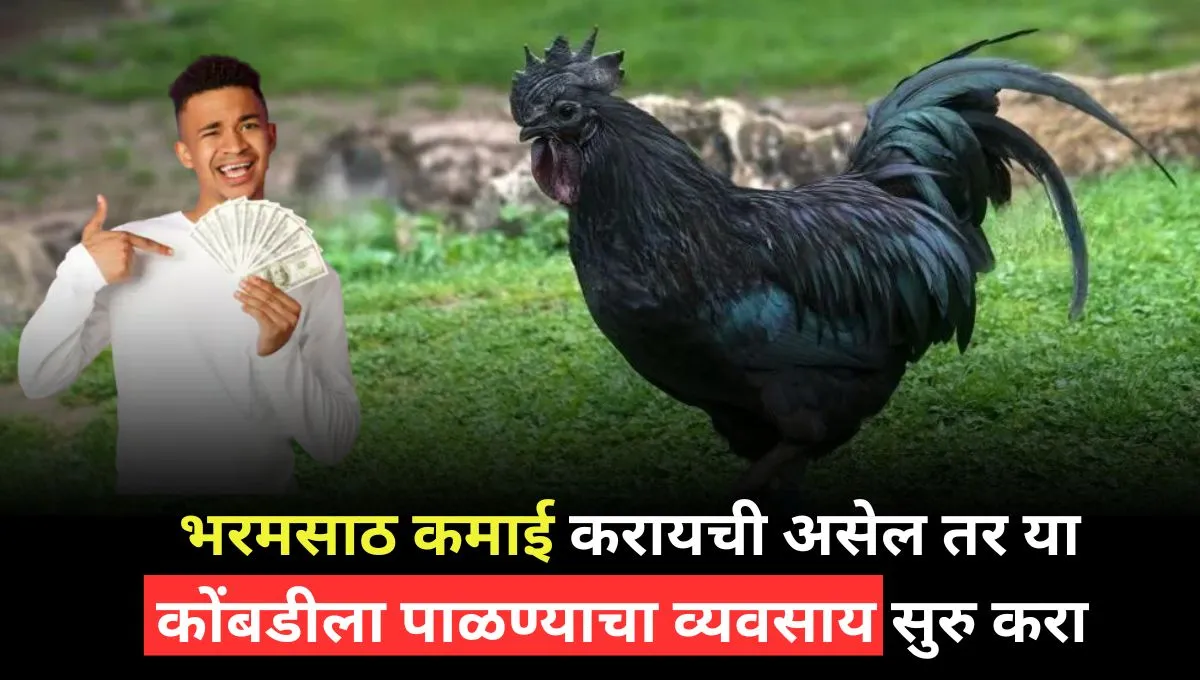 an-egg-costs-rs-50-and-the-meat-of-this-chicken-is-sold-four-times-more-expensive-than-normal-chicken