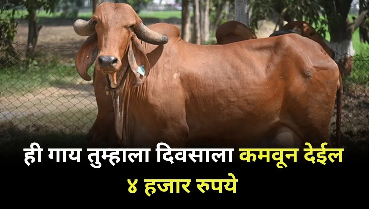 this cow gives 80 to 90 litres of milk per day and earns 4 thousand per day