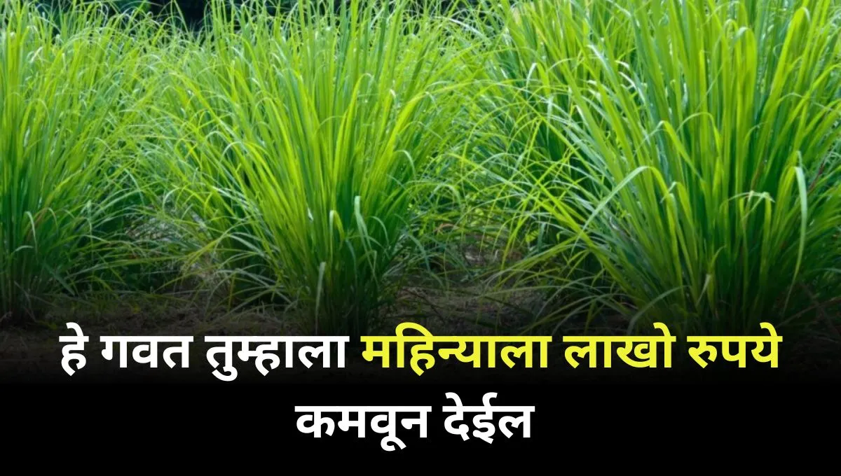 start-lemongrass-business-and-earn-5-lakh-rupees-by-investing-25-thousand-rupees